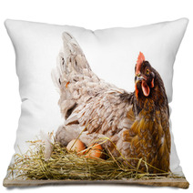 Chicken In Nest With Eggs Isolated On White Pillows 60665621