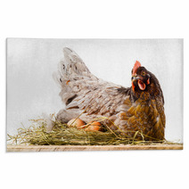 Chicken In Nest With Eggs Isolated On White Rugs 60665621