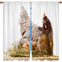 Chicken In Nest With Eggs Isolated On White Window Curtains 60665621
