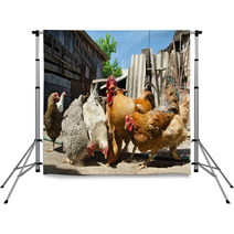 Chicken On A Farm Backdrops 55021943