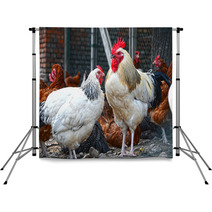 Chickens On Traditional Free Range Poultry Farm Backdrops 87366934