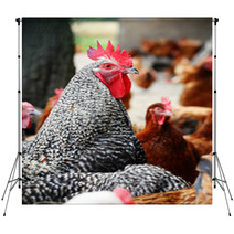 Chickens On Traditional Free Range Poultry Farm Backdrops 87367325
