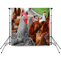 Chickens On Traditional Free Range Poultry Farm Backdrops 87367382
