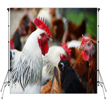 Chickens On Traditional Free Range Poultry Farm Backdrops 87367404