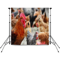 Chickens On Traditional Free Range Poultry Farm Backdrops 87367482