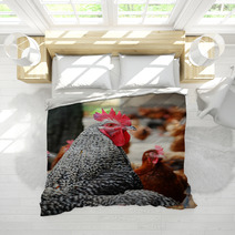 Chickens On Traditional Free Range Poultry Farm Bedding 87367325
