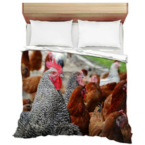 Chickens On Traditional Free Range Poultry Farm Bedding 87367382