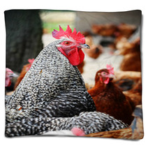 Chickens On Traditional Free Range Poultry Farm Blankets 87367325