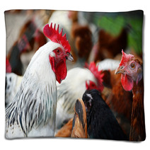 Chickens On Traditional Free Range Poultry Farm Blankets 87367404