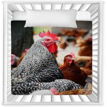 Chickens On Traditional Free Range Poultry Farm Nursery Decor 87367325
