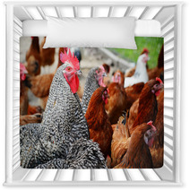 Chickens On Traditional Free Range Poultry Farm Nursery Decor 87367382