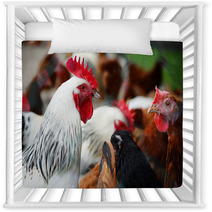 Chickens On Traditional Free Range Poultry Farm Nursery Decor 87367404