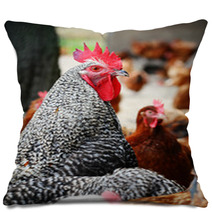 Chickens On Traditional Free Range Poultry Farm Pillows 87367325