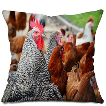 Chickens On Traditional Free Range Poultry Farm Pillows 87367382