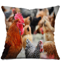 Chickens On Traditional Free Range Poultry Farm Pillows 87367482