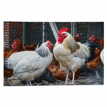 Chickens On Traditional Free Range Poultry Farm Rugs 87366934