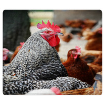 Chickens On Traditional Free Range Poultry Farm Rugs 87367325