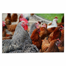 Chickens On Traditional Free Range Poultry Farm Rugs 87367382