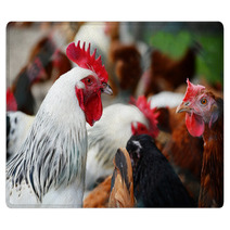 Chickens On Traditional Free Range Poultry Farm Rugs 87367404