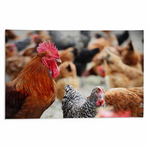 Chickens On Traditional Free Range Poultry Farm Rugs 87367482