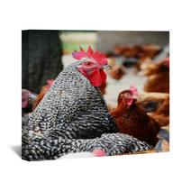 Chickens On Traditional Free Range Poultry Farm Wall Art 87367325