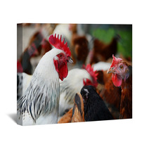 Chickens On Traditional Free Range Poultry Farm Wall Art 87367404