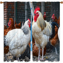 Chickens On Traditional Free Range Poultry Farm Window Curtains 87366934