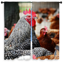 Chickens On Traditional Free Range Poultry Farm Window Curtains 87367325