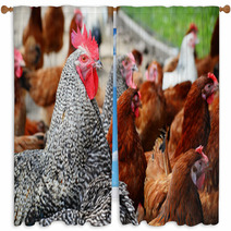Chickens On Traditional Free Range Poultry Farm Window Curtains 87367382