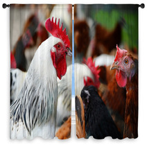 Chickens On Traditional Free Range Poultry Farm Window Curtains 87367404