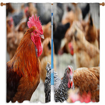 Chickens On Traditional Free Range Poultry Farm Window Curtains 87367482