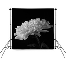 Chrysanthemum On The Side In Black And White Backdrops 56730221