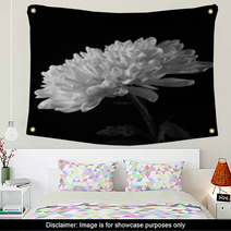 Chrysanthemum On The Side In Black And White Wall Art 56730221