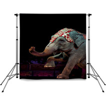 Circus Elephant Backdrops 57303765