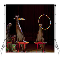 Circus Seal While Playing On The Black Backdrops 88984452