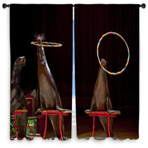 Circus Seal While Playing On The Black Window Curtains 88984452