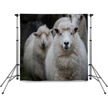 Close Up Face Of New Zealand Merino Sheep In Farm Backdrops 90963228