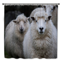 Close Up Face Of New Zealand Merino Sheep In Farm Bath Decor 90963228
