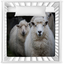 Close Up Face Of New Zealand Merino Sheep In Farm Nursery Decor 90963228