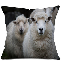 Close Up Face Of New Zealand Merino Sheep In Farm Pillows 90963228