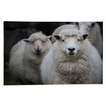 Close Up Face Of New Zealand Merino Sheep In Farm Rugs 90963228