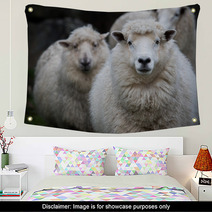 Close Up Face Of New Zealand Merino Sheep In Farm Wall Art 90963228