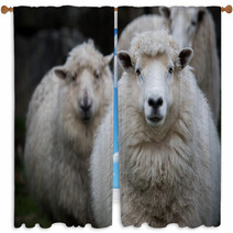 Close Up Face Of New Zealand Merino Sheep In Farm Window Curtains 90963228