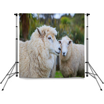 Close Up Face Of New Zealand Merino Sheep In Rural Livestock Far Backdrops 94055900