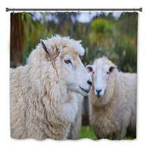 Close Up Face Of New Zealand Merino Sheep In Rural Livestock Far Bath Decor 94055900