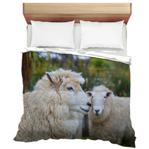 Close Up Face Of New Zealand Merino Sheep In Rural Livestock Far Bedding 94055900