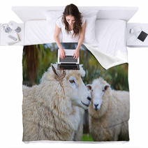 Close Up Face Of New Zealand Merino Sheep In Rural Livestock Far Blankets 94055900