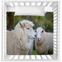 Close Up Face Of New Zealand Merino Sheep In Rural Livestock Far Nursery Decor 94055900