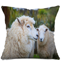 Close Up Face Of New Zealand Merino Sheep In Rural Livestock Far Pillows 94055900