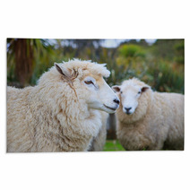 Close Up Face Of New Zealand Merino Sheep In Rural Livestock Far Rugs 94055900